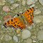 Question Mark Butterfly