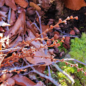 Beech Tree Drops