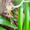 Scorpion-tailed Spider