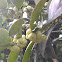 Wright's abacus plant