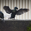 Pelagic Cormorant