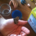 Speckled Wood