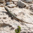 Maltese muurhagedis (Podarcis filfolensis)