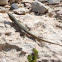 Maltese muurhagedis (Podarcis filfolensis)