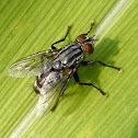 Tachnid Fly