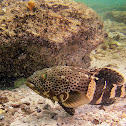 Epaulet Grouper