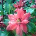 Christmas Flower