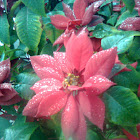 Christmas Flower