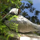 Pelican