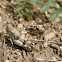 Blue Winged Grasshopper