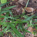Eastern Pondhawk