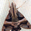 Hummingbird Hawk-moth