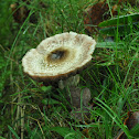 Agaricus