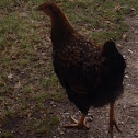 Rooster