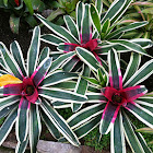 Bromeliad