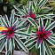 Bromeliad