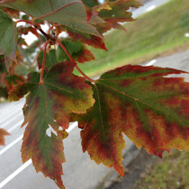 Trees of Lawrence, MA