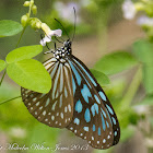 Blue Glassy Tiger