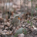 European Robin
