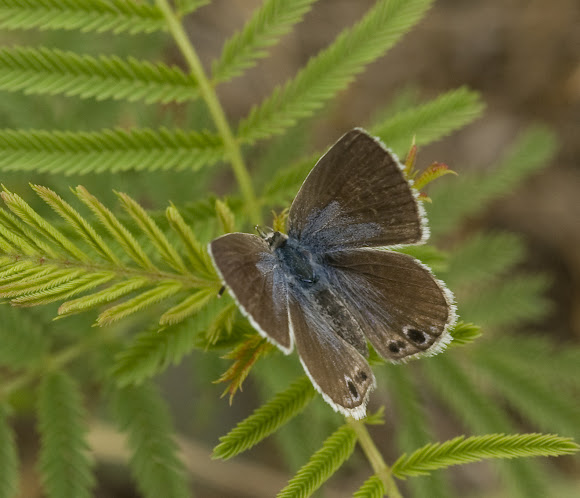 Spotting Image 1