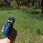 Eurasian (Common) Kingfisher