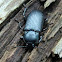 Gnathaphanus sp.