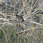 Common Moorhen