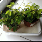 Mimosa sensitiva