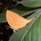 Yamfly