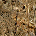 Twin-spotted Spiketail