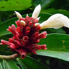 crepe ginger, Malay ginger, spiral ginger