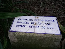Memorial Amarylllis