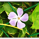 Bigleaf Periwinkle