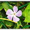 Bigleaf Periwinkle