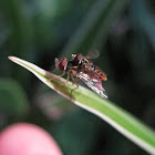 Syrphid Flies, male and female (mating)