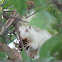 Albino Squirrel