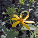 Woodland Sunflower