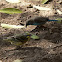 Yellow-Eyed Canary