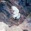 Barn Owl