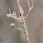 Katydid eggs