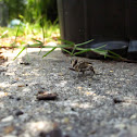 Robber Fly