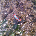 Nudibranch