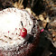 Piña de montaña