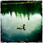 Mallard Duck