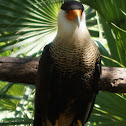 Northern Crested Caracara