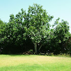 Common Fig