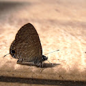 Common Lineblue