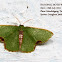 Geometridae, Geometrini