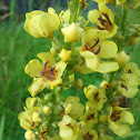 Mulleins - Königskerze