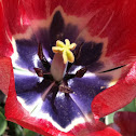 Tulip